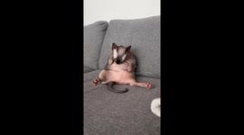 Sphynx Cat ASMR