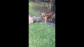Golden retriever digs up a storm while patient sister gets buried—22 million views and counting
