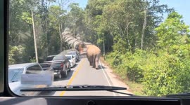 Motorcycle rider makes a hasty retreat from elephant on road