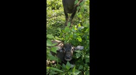 Water buffalo gives birth on lawn after wandering away from owner's farm
