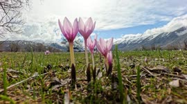 Türkiye: Crocuses bloom in Türkiye's Tunceli, creating colorful spring spectacle