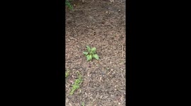 Plant waves, human waves back—Wholesome moment goes viral with 4 million views