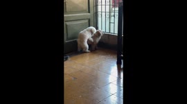 Dog hilariously twerks after failed attempt to impress in Manila, Philippines