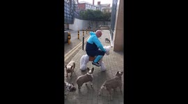 Man's wild ride on a toy pony gone wrong *He had NO CONTROL!*