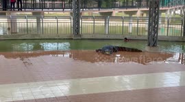 Kiss of death: A man in love with a crocodile gives it a long kiss!