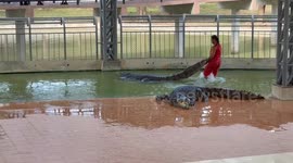 Surfacing the waves on the back of a crocodile: this was part of the performance at a crocodile show in Thailand.