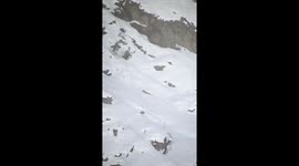 Snow leopard startled after triggering avalanche in northwest India