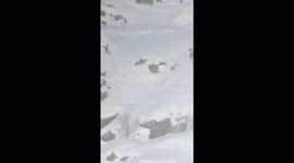 Snow Leopard Tumbles down snow slope