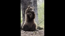 Alaska Brown Bear Dances