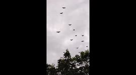 Thousands of bats emerge during earthquake in the Philippines