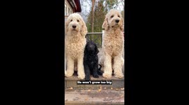 Puppy Transforms Into Gentle Giant