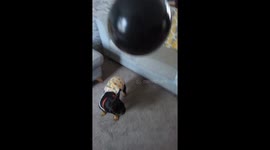 Playful pup makes a spirited effort to retrieve the floating balloon