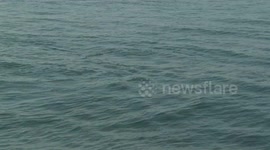Türkiye: Dolphins put on stunning show in Sea of Marmara