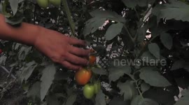 Mexico: Trump slapping 21 percent tariff on tomatoes coming from Mexico