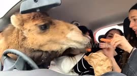 Friends freak out as hungry camels invade car at safari park