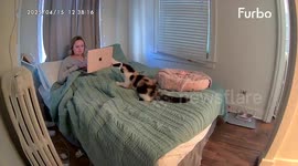 What a cat-tastrophe! Calico kitten hilariously shuts down productivity