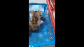Baby Cat Playing With Baby Conure