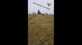 Rescuing Elk Calf From Barbed Wire Fence