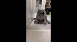 Cat Sees Something Strange