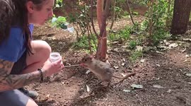 Switzerland: Shy Mushroom Lovers Trained For Health Checks At Zurich Zoo