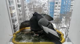 Two pigeons fight over food on a windowsill while a third tries to eat in peace.