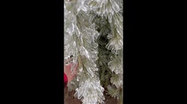 Ice Storm Coats Trees In Frozen Layer
