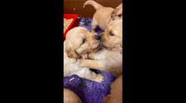 Golden Puppies Share Tongues