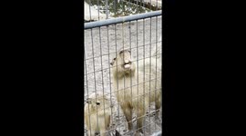 Capybara being silly
