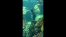 Seal Spinning Upside-Down