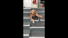 Cat Cuddles Up To Old Golden Retriever