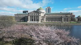 Spring Scene: Drone over cherry blossoms at Jackson Park, Chicago with Museum of Science and Industry