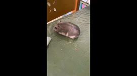 Hamster Is Fine After Fall