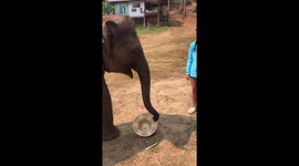 Playful elephant puts hat on girl at sanctuary in Thailand