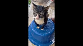Cat cools off with a refreshing hosepipe shower