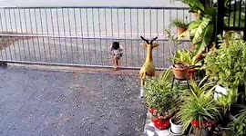 Toddler gets his head stuck while climbing through driveway gate