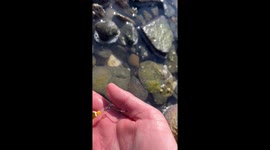 Fisherman's trout victory turns painful after hook lodges in thumb
