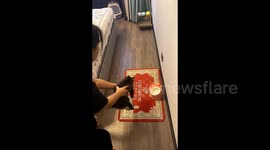 Cat petrified of carpet leaps in terror as soon as it's placed on it