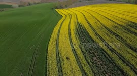 Türkiye: Canola fields burst into bloom, creating striking spring landscape in northwestern Türkiye