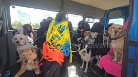 All aboard the 'Bark and Ride' bus with the best behaved passengers ever