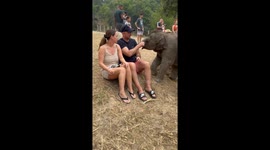 Baby elephant’s playful “piggyback” surprise steals the show with 5 million views