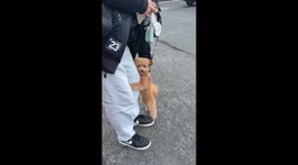 Floofy Dog Clings To Man's Leg