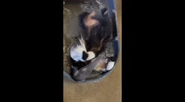 Splish, Splash, and Slurp: Silly Anteater Steals the Show at Roger Williams Park Zoo