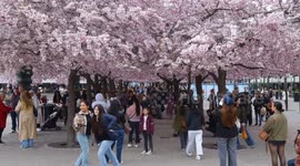 Sweden: Cherry blossoms draw crowds to Stockholm's Kungstradgarden park