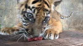 Rare Sumatran tiger cub born at Indonesian zoo, boosting conservation efforts