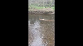 Corgi’s adorable upstream swim struggle makes waves