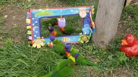 Lorikeets Admire Their Reflection in Whimsical Enrichment Moment