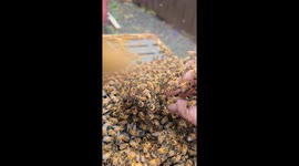 Beekeeper gets mistaken for queen bee - bees wont leave her hand!