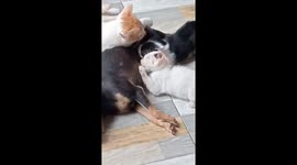 Kittens nurse from dog as mother cat looks