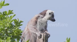 Ring-tailed lemur arrives at Vienna Zoo in Austria