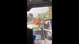Sleepy dog rests on tuktuk roof stuck in traffic